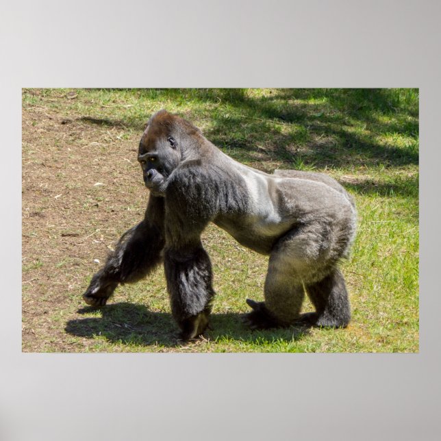 Silverback Gorilla Print (Front)