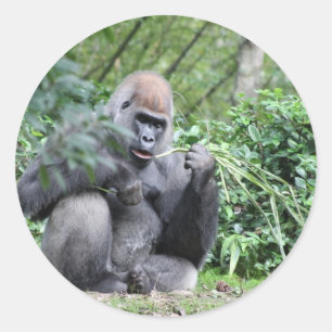 silverback gorillas classic round sticker