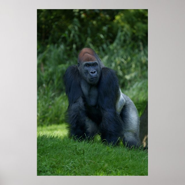 Silverback Gorilla's Stance Poster (Front)