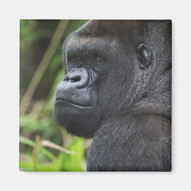 Silverback Lowland Gorilla, Gorilla Captive Magnet (Front)