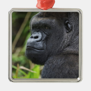 Silverback Lowland Gorilla, Gorilla Captive Metal Ornament