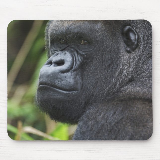 Silverback Lowland Gorilla, Gorilla Captive Mouse Pad (Front)
