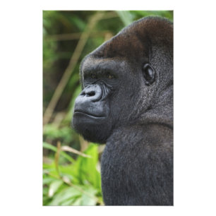 Silverback Lowland Gorilla, Gorilla Captive Photo Print