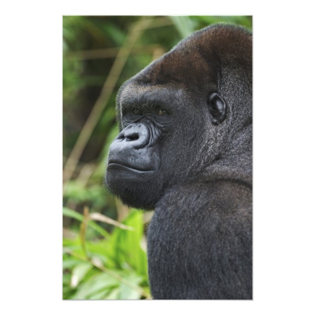 Silverback Lowland Gorilla, Gorilla Captive Photo Print (Front)