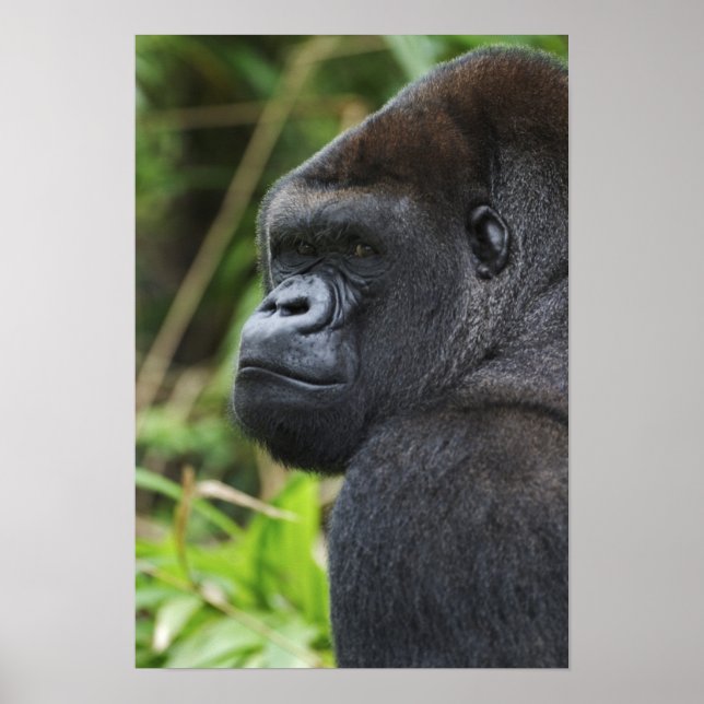 Silverback Lowland Gorilla, Gorilla Captive Poster (Front)