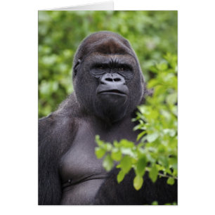 Silverback Lowland Gorilla, Gorilla gorilla,