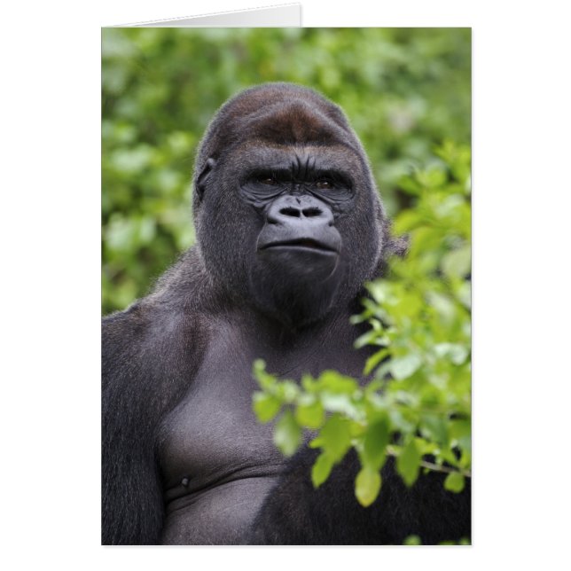 Silverback Lowland Gorilla, Gorilla gorilla, (Front)