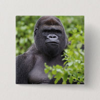 Silverback Lowland Gorilla, Gorilla gorilla,