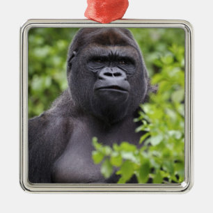 Silverback Lowland Gorilla, Gorilla gorilla, Metal Ornament