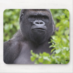 Silverback Lowland Gorilla, Gorilla gorilla, Mouse Pad