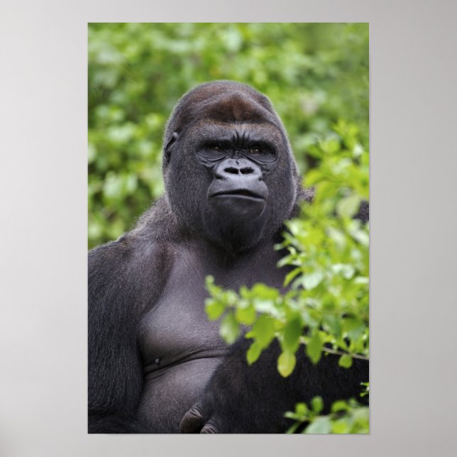 Silverback Lowland Gorilla, Gorilla gorilla, Poster (Front)