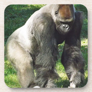 Silverback Male Lowland Gorilla Standing Up Coaster