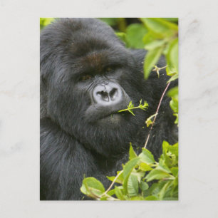 Silverback Mountain Gorilla Postcard