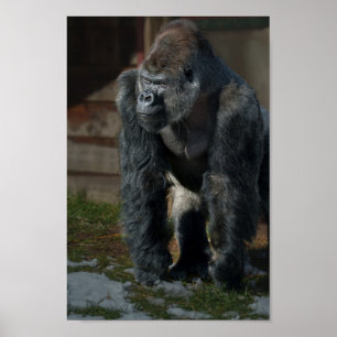 Silverback On A Cold Day Poster