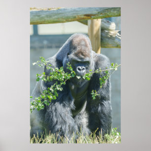 Silverback Snack Time Poster