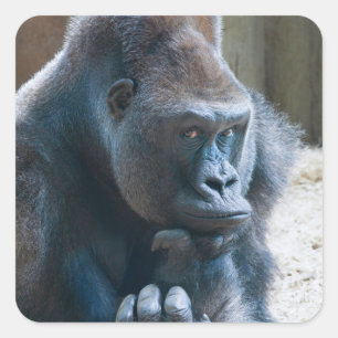 Silverback Striking a Pose Square Sticker