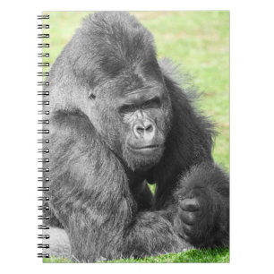 Silverback Takes the Spotlight Notebook