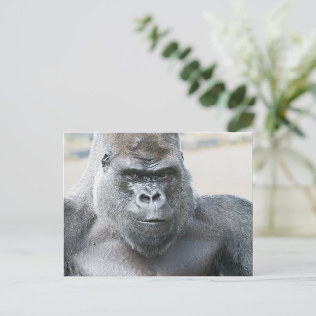 Silverback Unforgettable Presence Postcard (Standing Front)