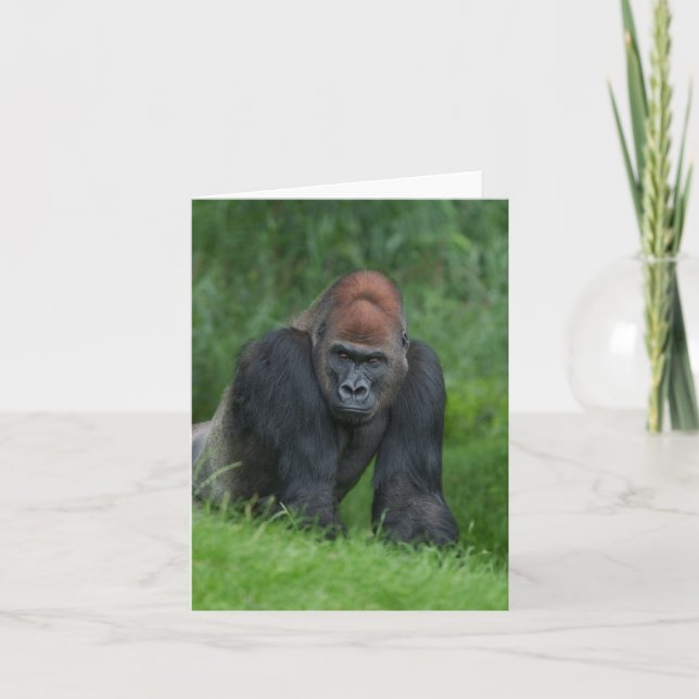 Silverback's Serene Realm Note Card (Front)