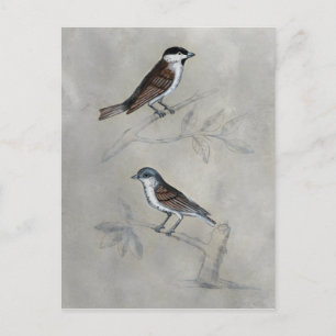 Silvered Aviary   A Pair Of Birds Postcard