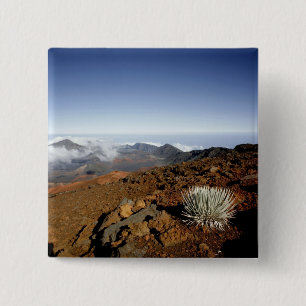 Silversword on Haleakala Crater  Rim from near 15 Cm Square Badge