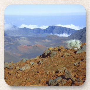 Silversword on Haleakala Crater Rim from near 2 Coaster