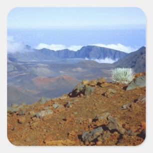 Silversword on Haleakala Crater Rim from near 2 Square Sticker