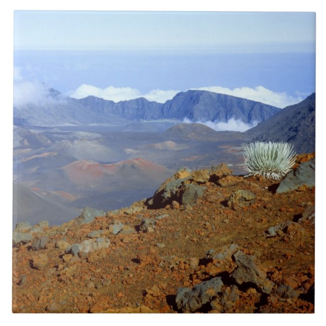 Silversword on Haleakala Crater  Rim from near 2 Tile (Front)