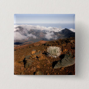 Silversword on Haleakala Crater  Rim from near 3 15 Cm Square Badge