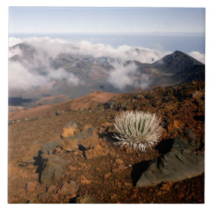 Silversword on Haleakala Crater  Rim from near 3 Ceramic Tile