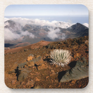 Silversword on Haleakala Crater Rim from near 3 Coaster