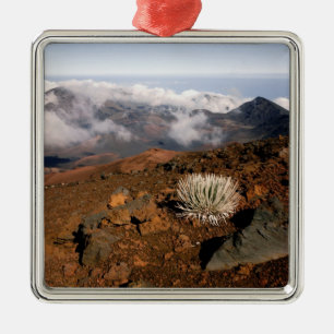Silversword on Haleakala Crater  Rim from near 3 Metal Tree Decoration