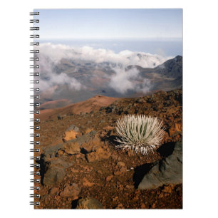 Silversword on Haleakala Crater Rim from near 3 Notebook