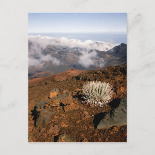 Silversword on Haleakala Crater  Rim from near 3 Postcard