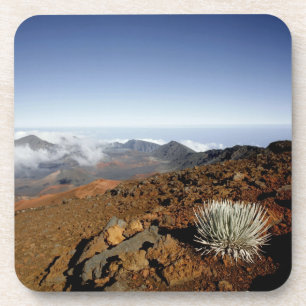 Silversword on Haleakala Crater  Rim from near Coaster
