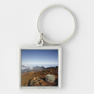 Silversword on Haleakala Crater Rim from near Key Ring