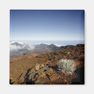 Silversword on Haleakala Crater Rim from near Magnet