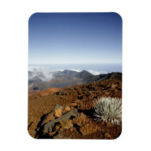 Silversword on Haleakala Crater  Rim from near Magnet
