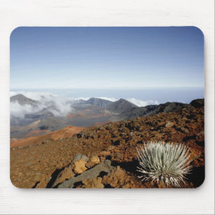 Silversword on Haleakala Crater  Rim from near Mouse Pad