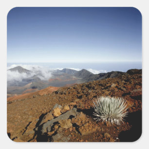 Silversword on Haleakala Crater Rim from near Square Sticker