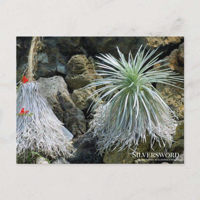 Silversword ：Postcard Postcard (Front)