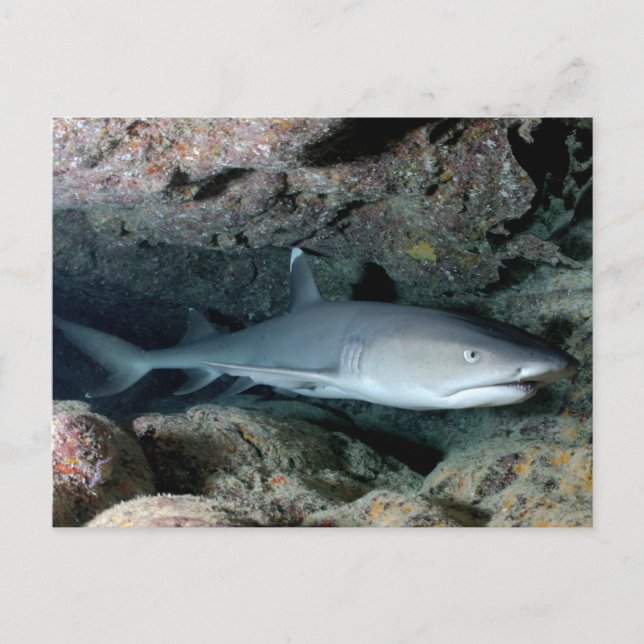 Silvertip Shark Postcard (Front)