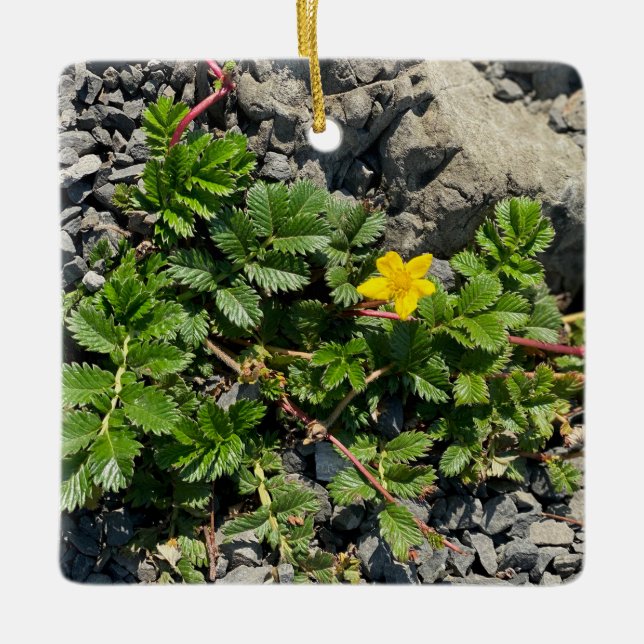 Silverweed Cinquefoil Ceramic Ornament (Front)