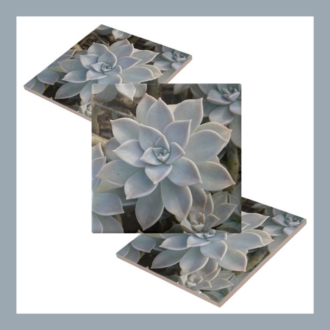 Silvery Blue Succulents Botanical Natural Ceramic Tile (Creator Uploaded)