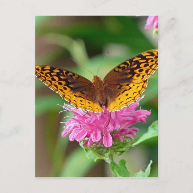 Silvery Checkerspot Butterfly Postcard (Front)