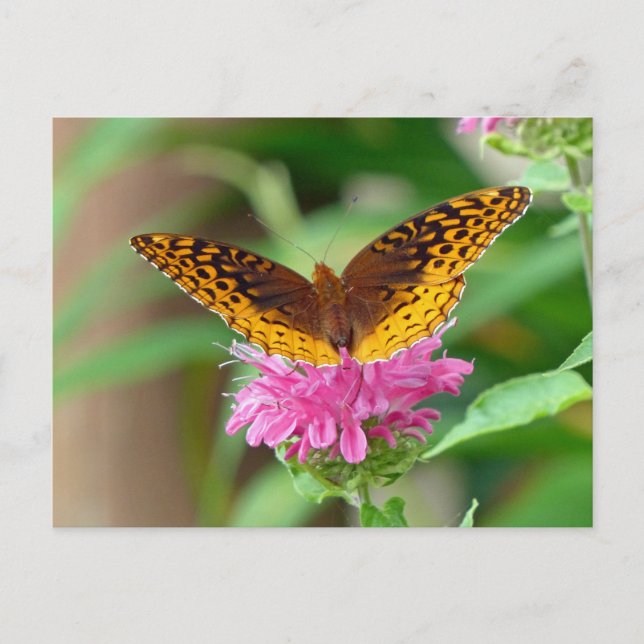 Silvery Checkerspot Butterfly Postcard (Front)