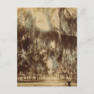 Silvery Draperies of Daytona Postcard