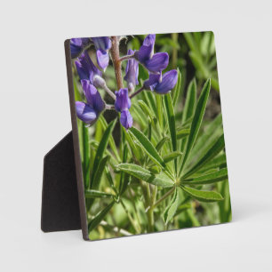 Silvery Lupine Desktop Plaque