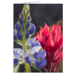 Silvery Lupine, Lavender Paintbrush