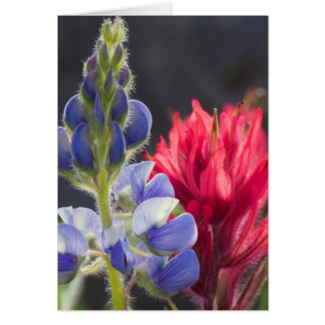 Silvery Lupine, Lavender Paintbrush (Front)